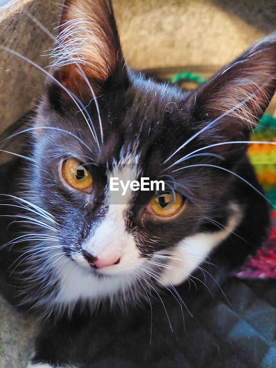 Close-up portrait of a tuxedo cat