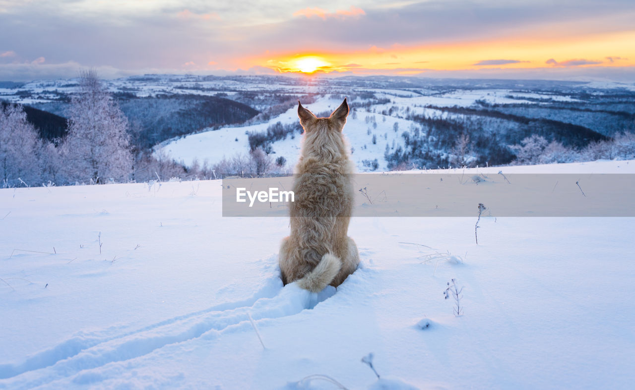 Dog in the snow admiring sunset.