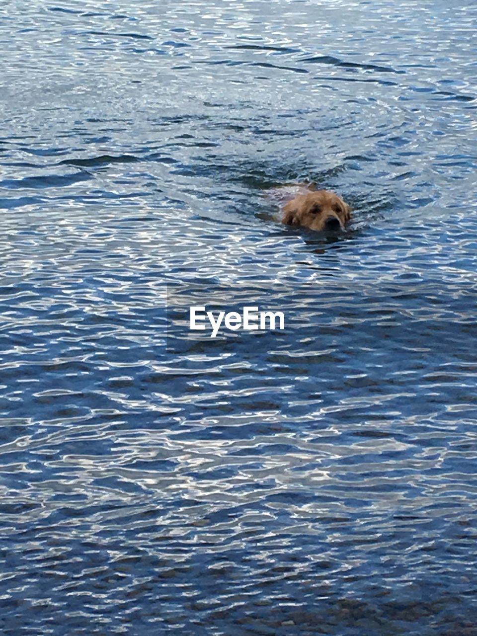 DOG SWIMMING ON WATER