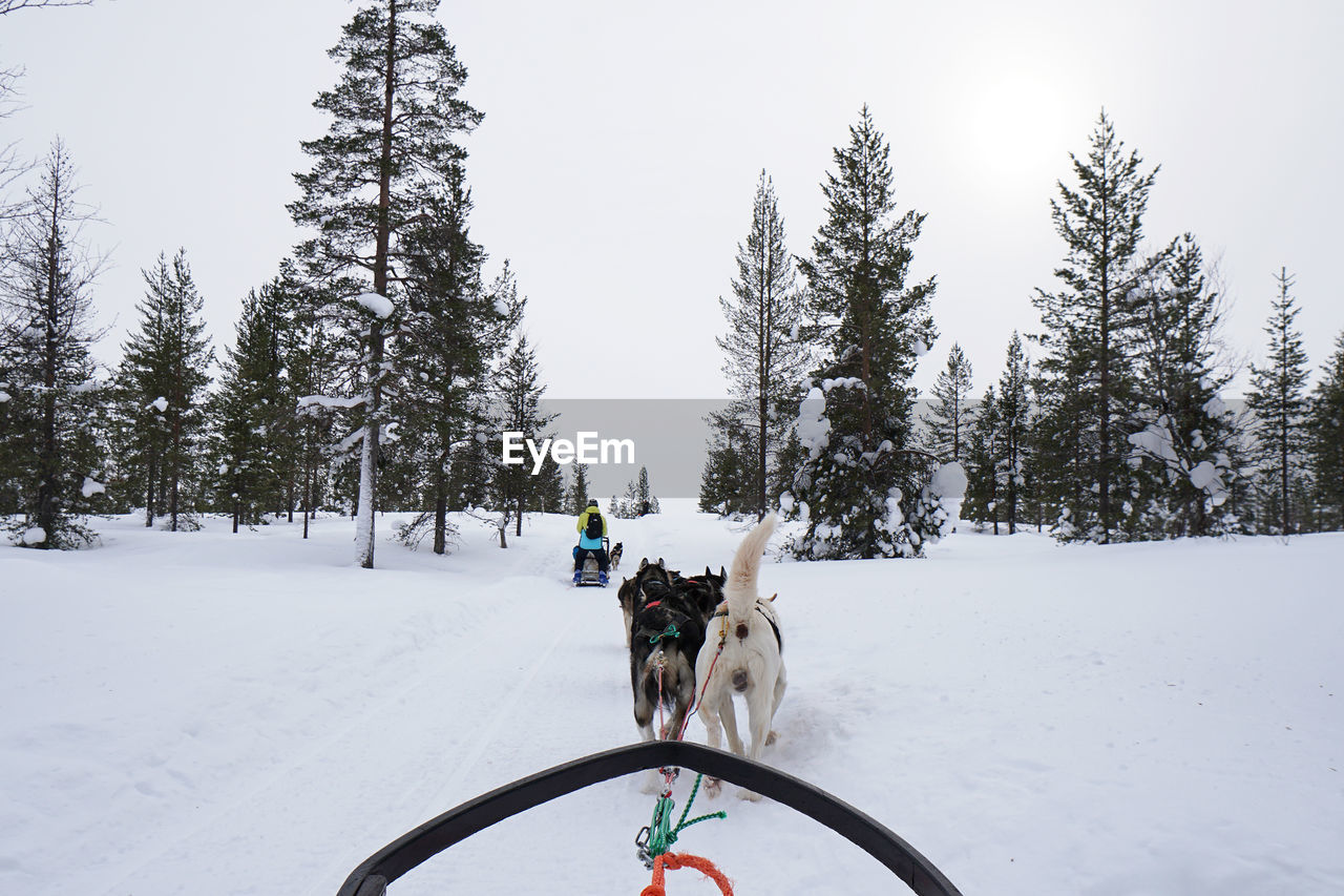 Driver view of sled dogs riding across snow covered land