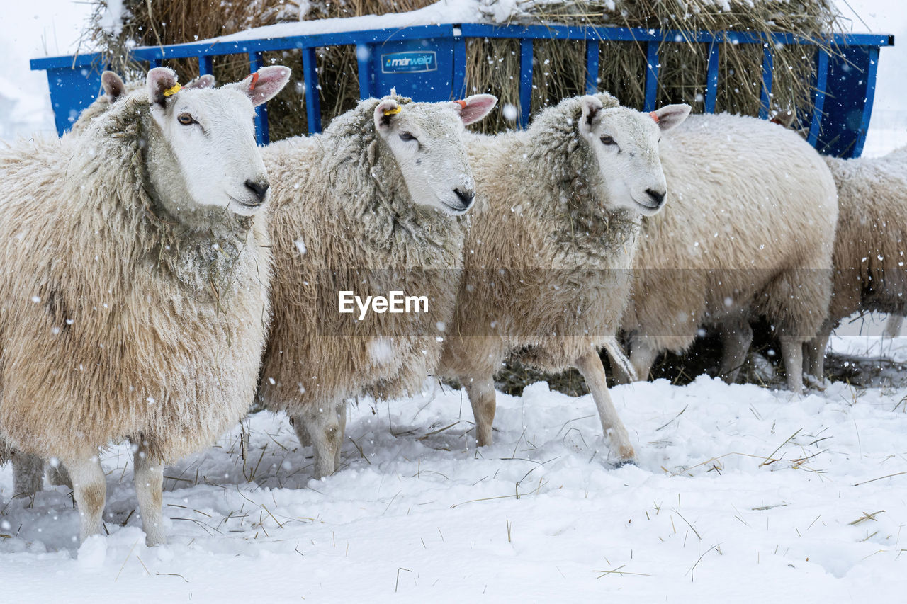 sheep on snow covered field