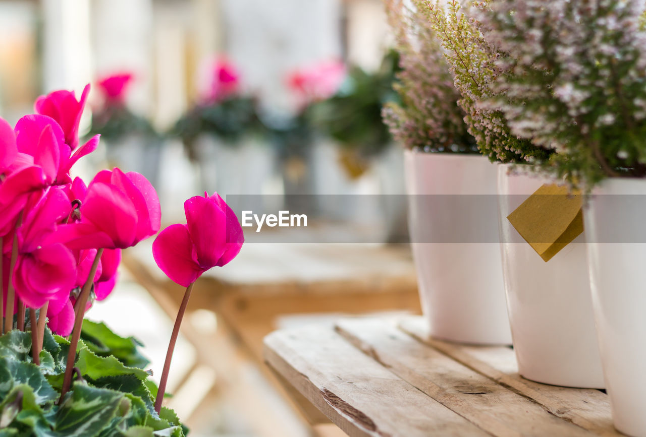 Close-up of flower pots on table for sale at market