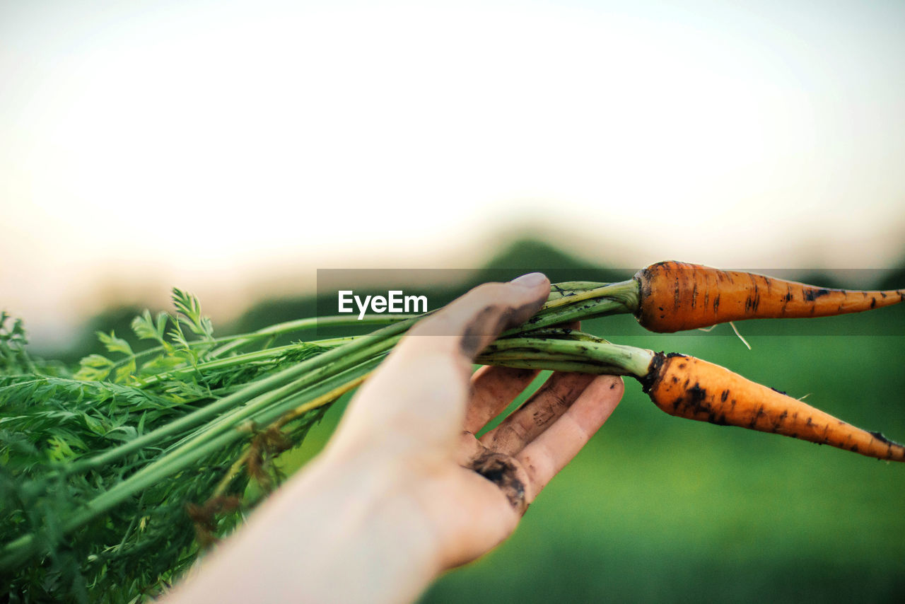 Woman holding organic carrots from backyard garden