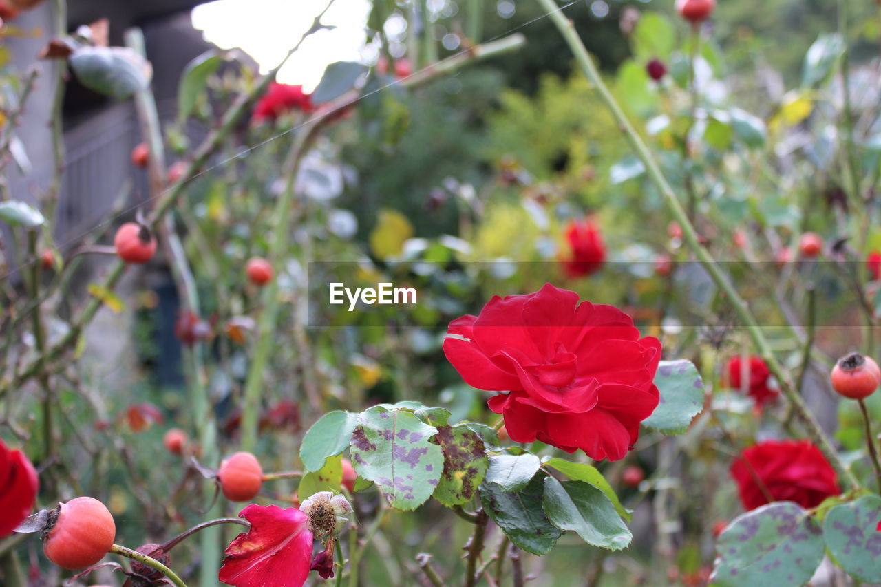 CLOSE-UP OF RED FLOWERS BLOOMING IN PARK