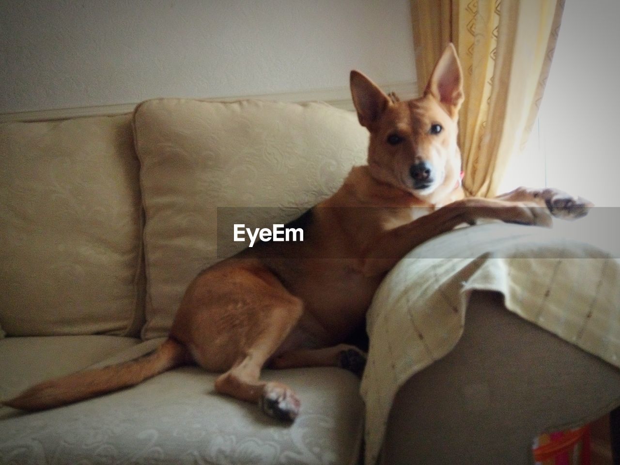 PORTRAIT OF DOG RELAXING ON SOFA