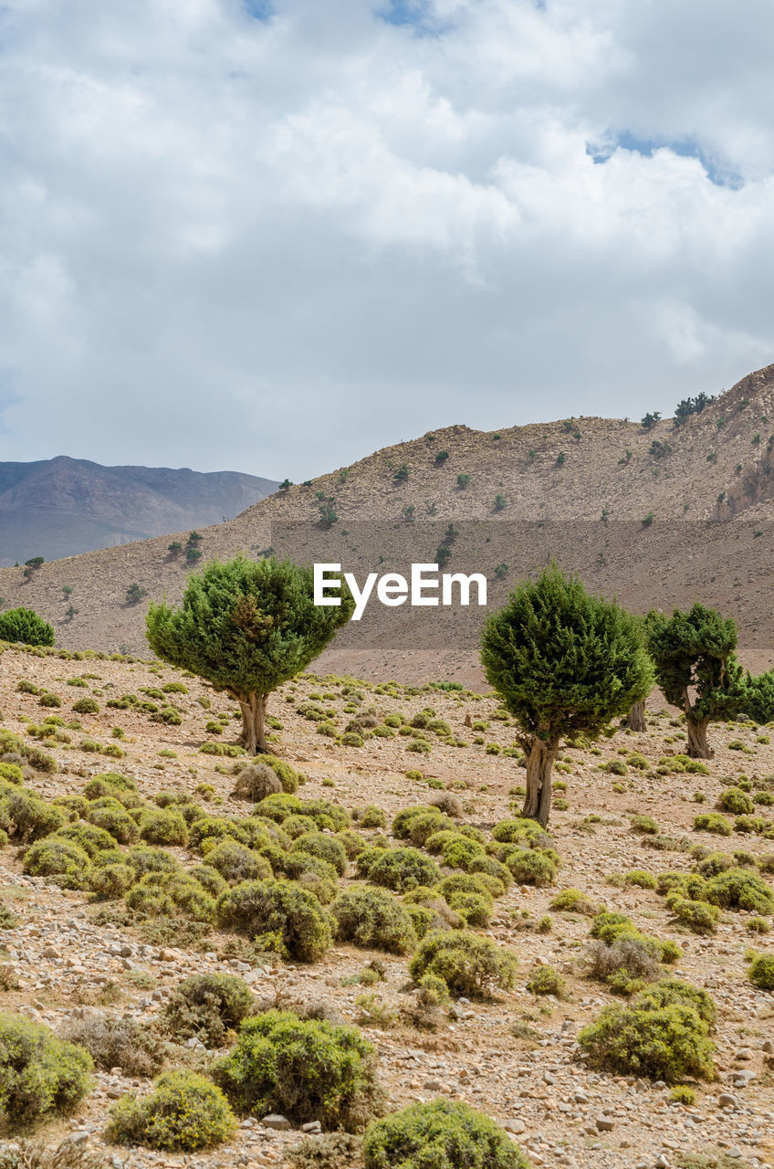 Plants growing in desert against cloudy sky