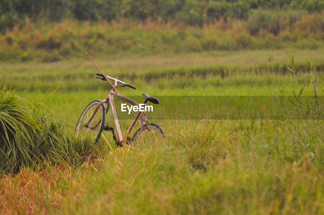 Bicycle in meadow