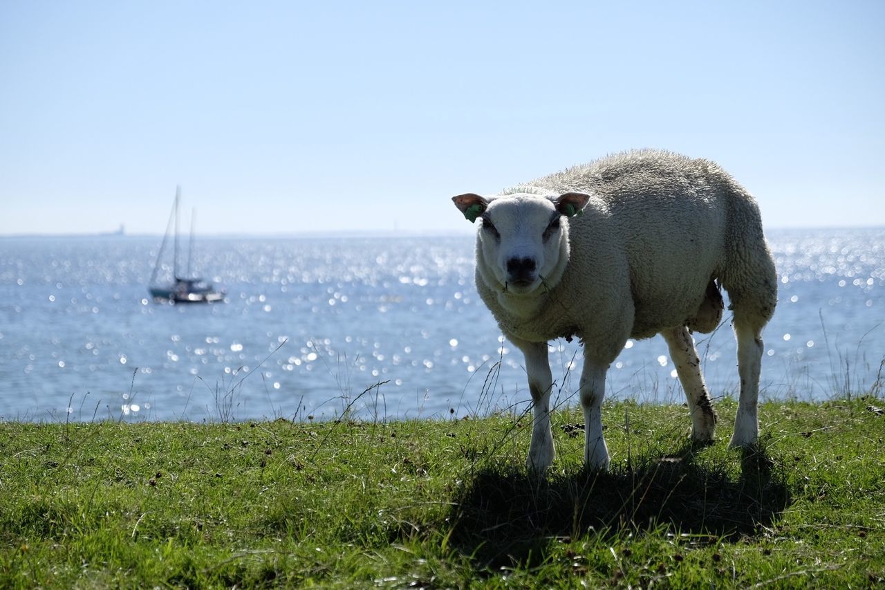 Portrait of sheep on grass against sea during sunny day