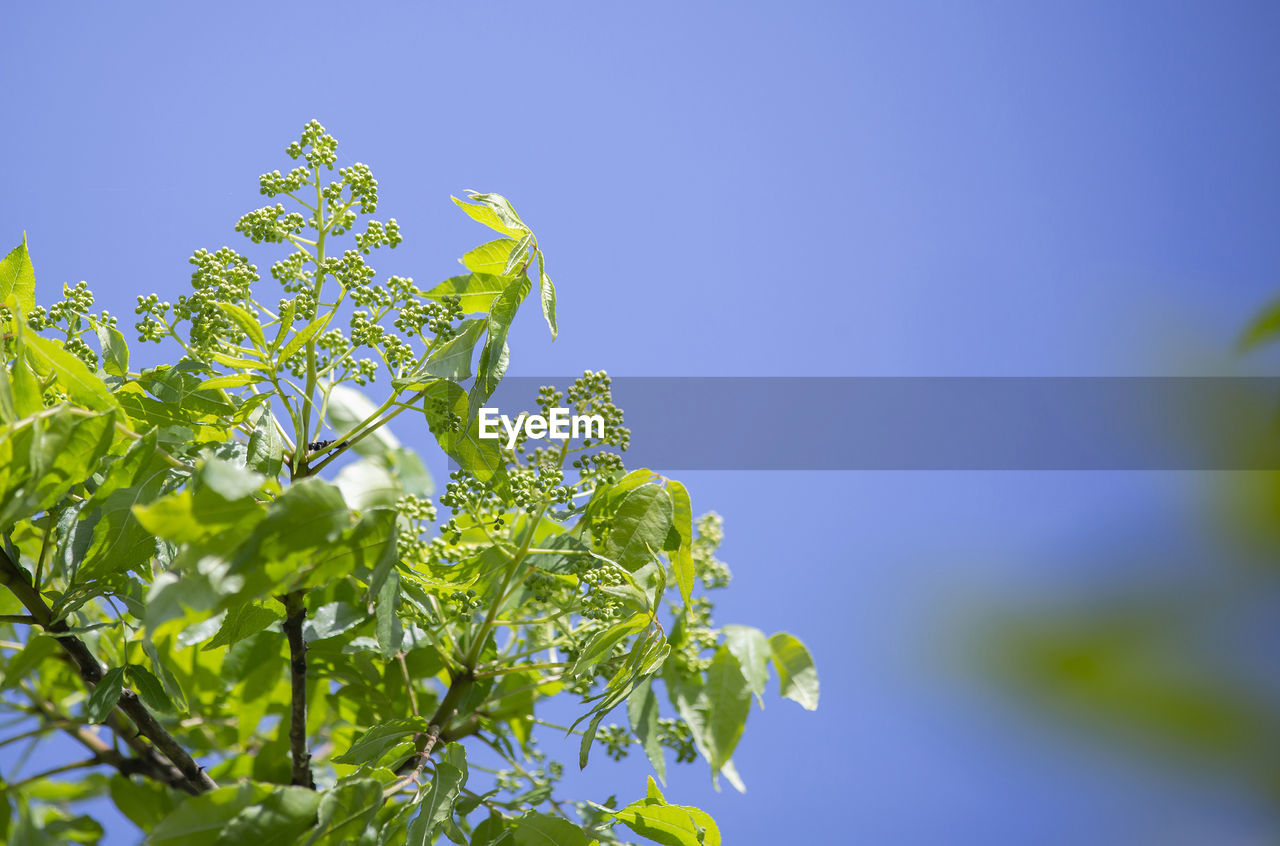 Green smooth sumac tree against deep blue sky