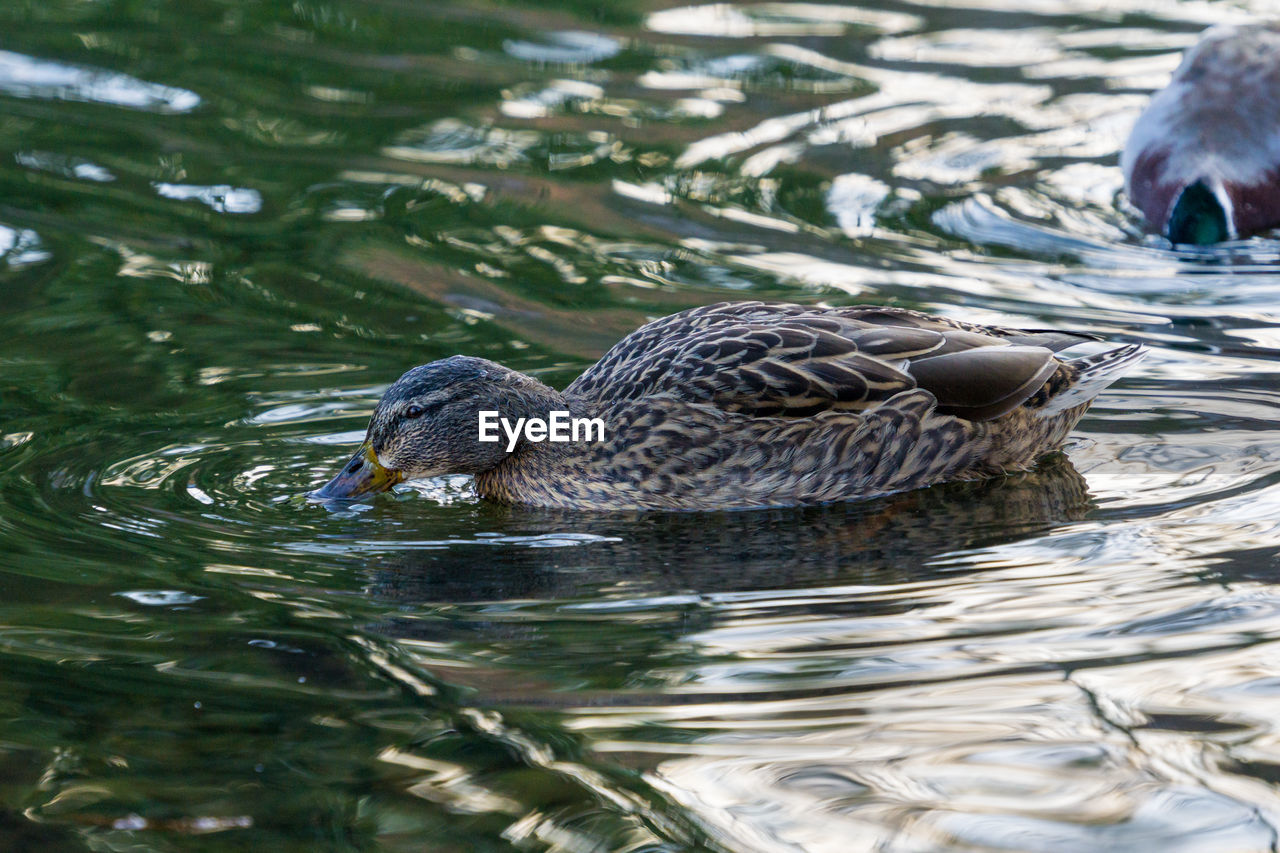 DUCKS SWIMMING IN LAKE