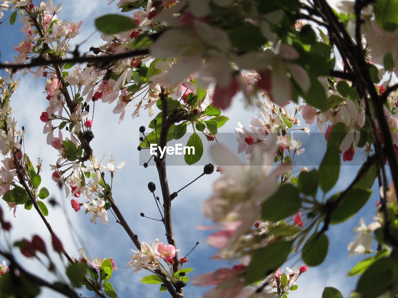 LOW ANGLE VIEW OF APPLE BLOSSOM