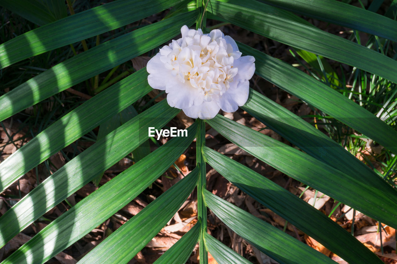 Close-up of white flowering plants