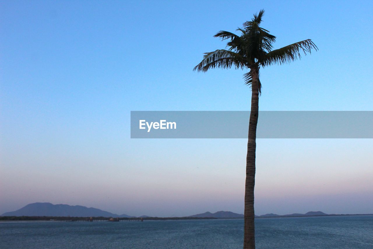 Palm tree by sea against clear sky