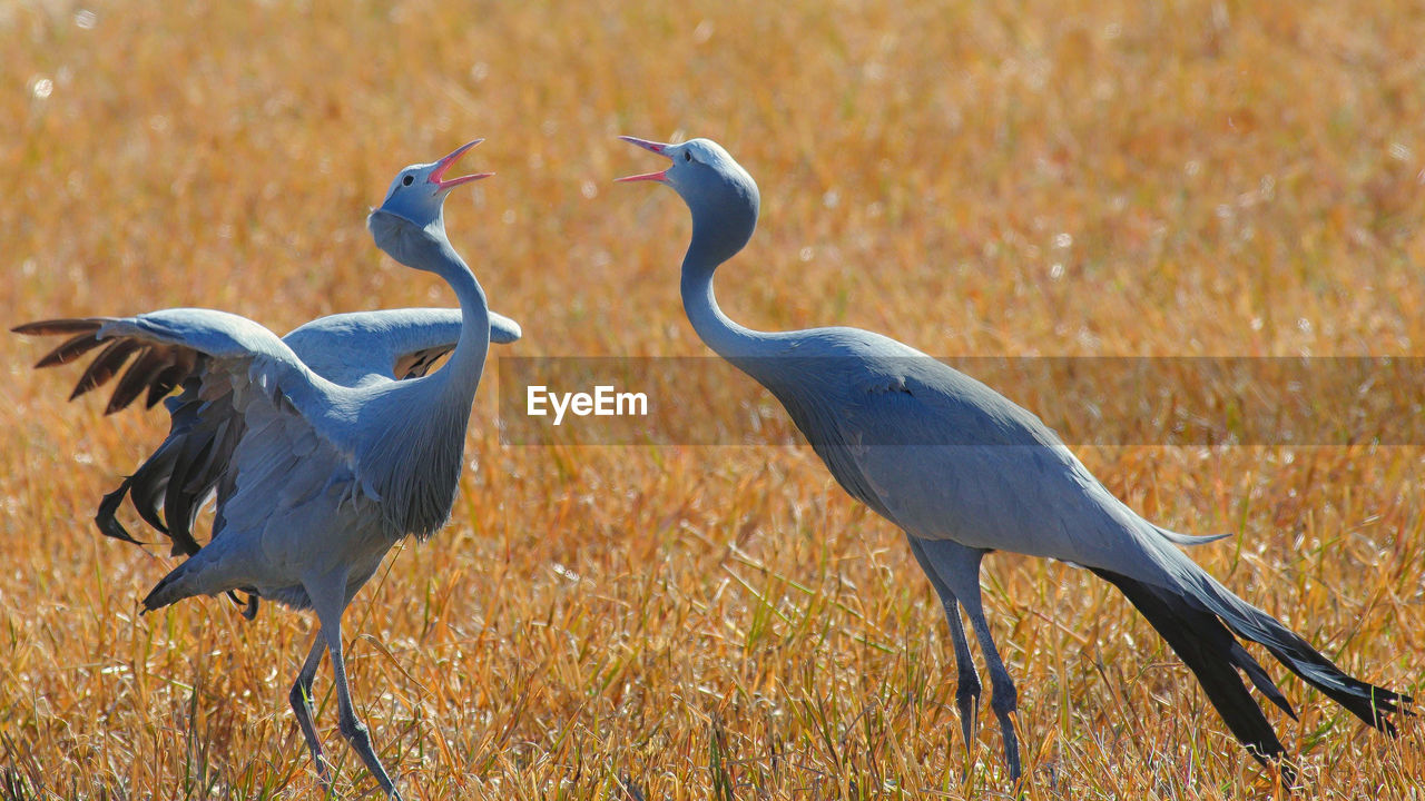 VIEW OF BIRDS ON LAND