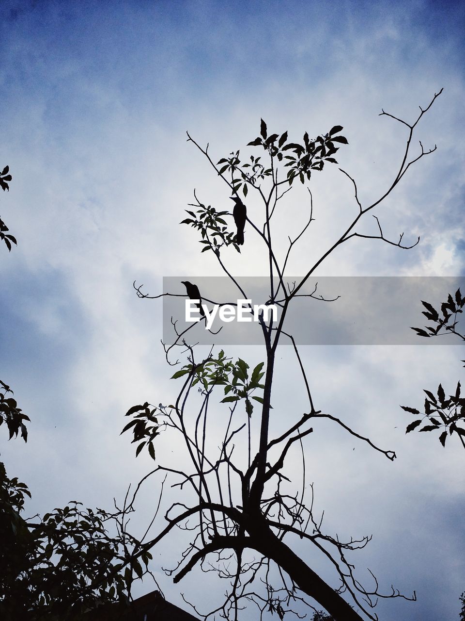 LOW ANGLE VIEW OF SILHOUETTE TREE AND PLANTS AGAINST SKY