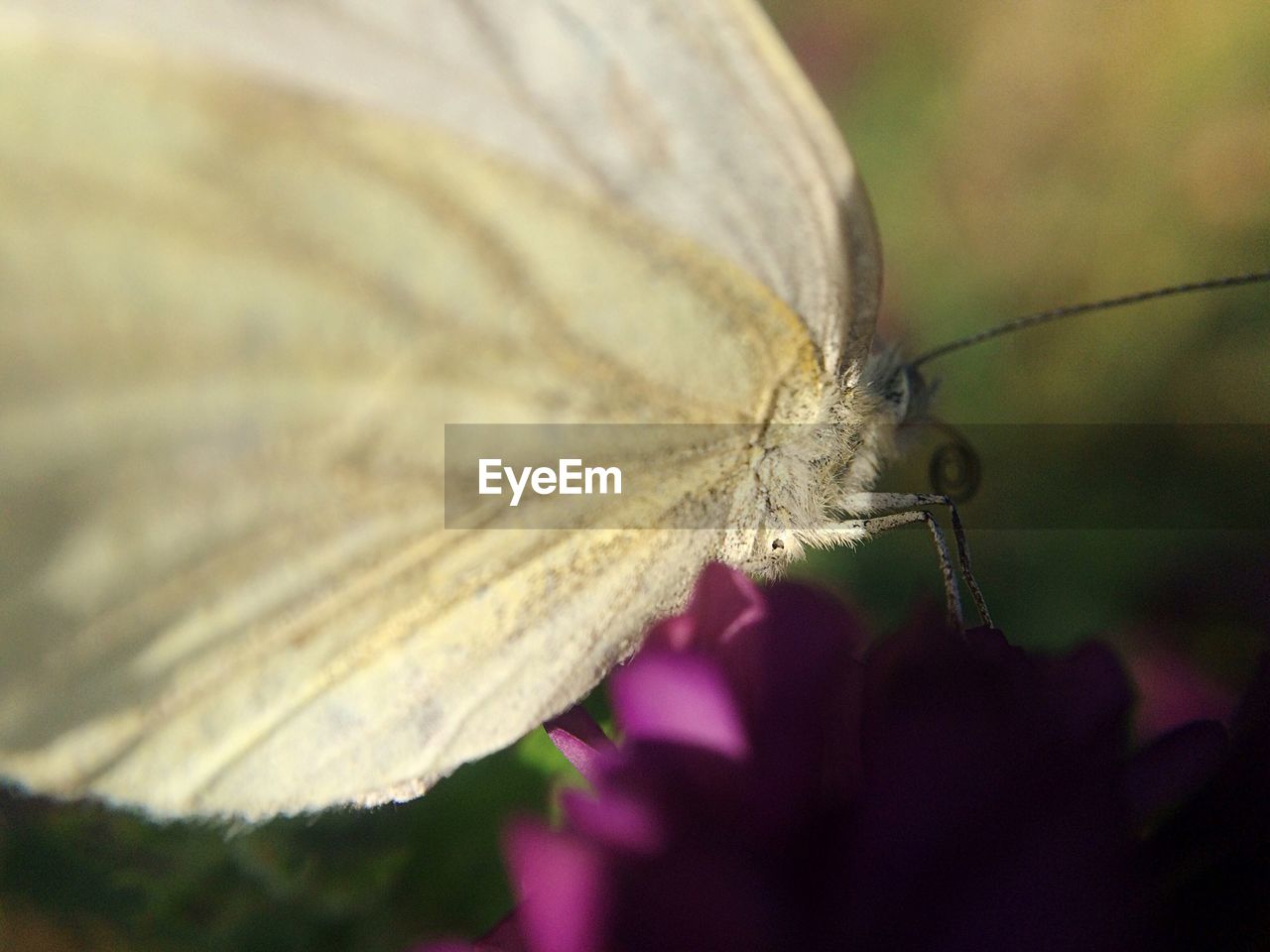 Close-up of butterfly on flower