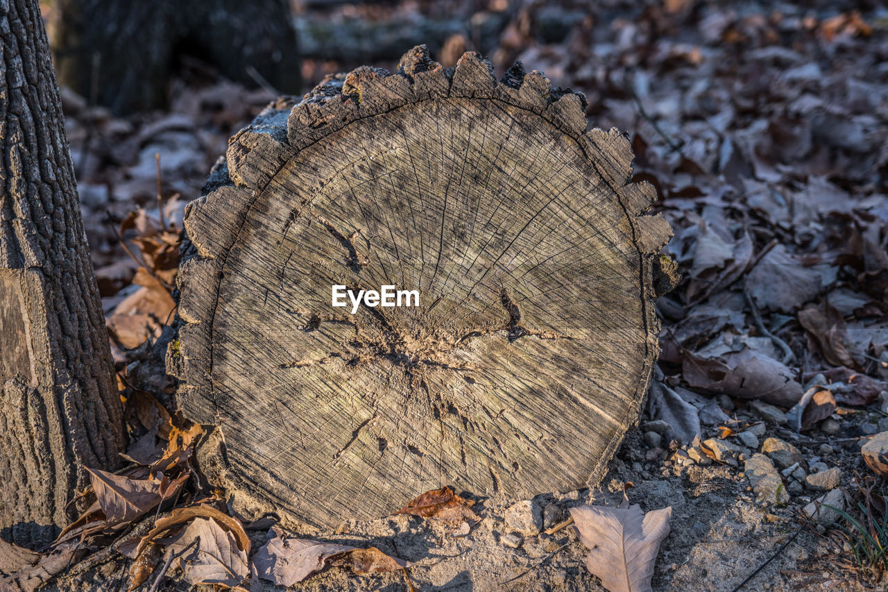full frame shot of tree trunk
