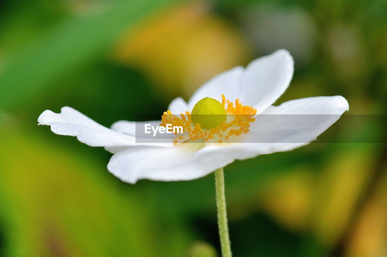 flower, flowering plant, plant, freshness, beauty in nature, close-up, nature, fragility, blossom, yellow, white, flower head, petal, macro photography, wildflower, pollen, inflorescence, focus on foreground, growth, no people, outdoors, springtime, animal wildlife, botany, meadow, animal, environment, animal themes, macro, summer, water, day, social issues, selective focus, stamen