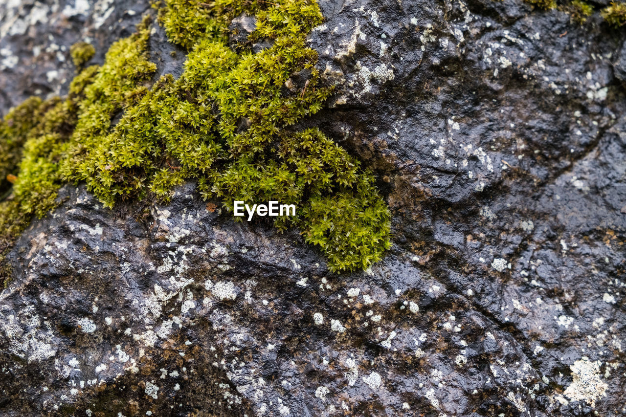 MOSS GROWING ON ROCK