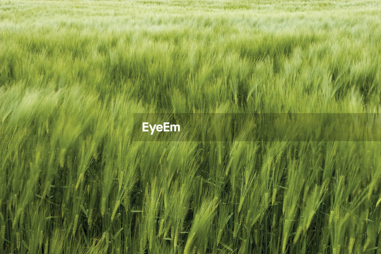 Scenic view of wheat field