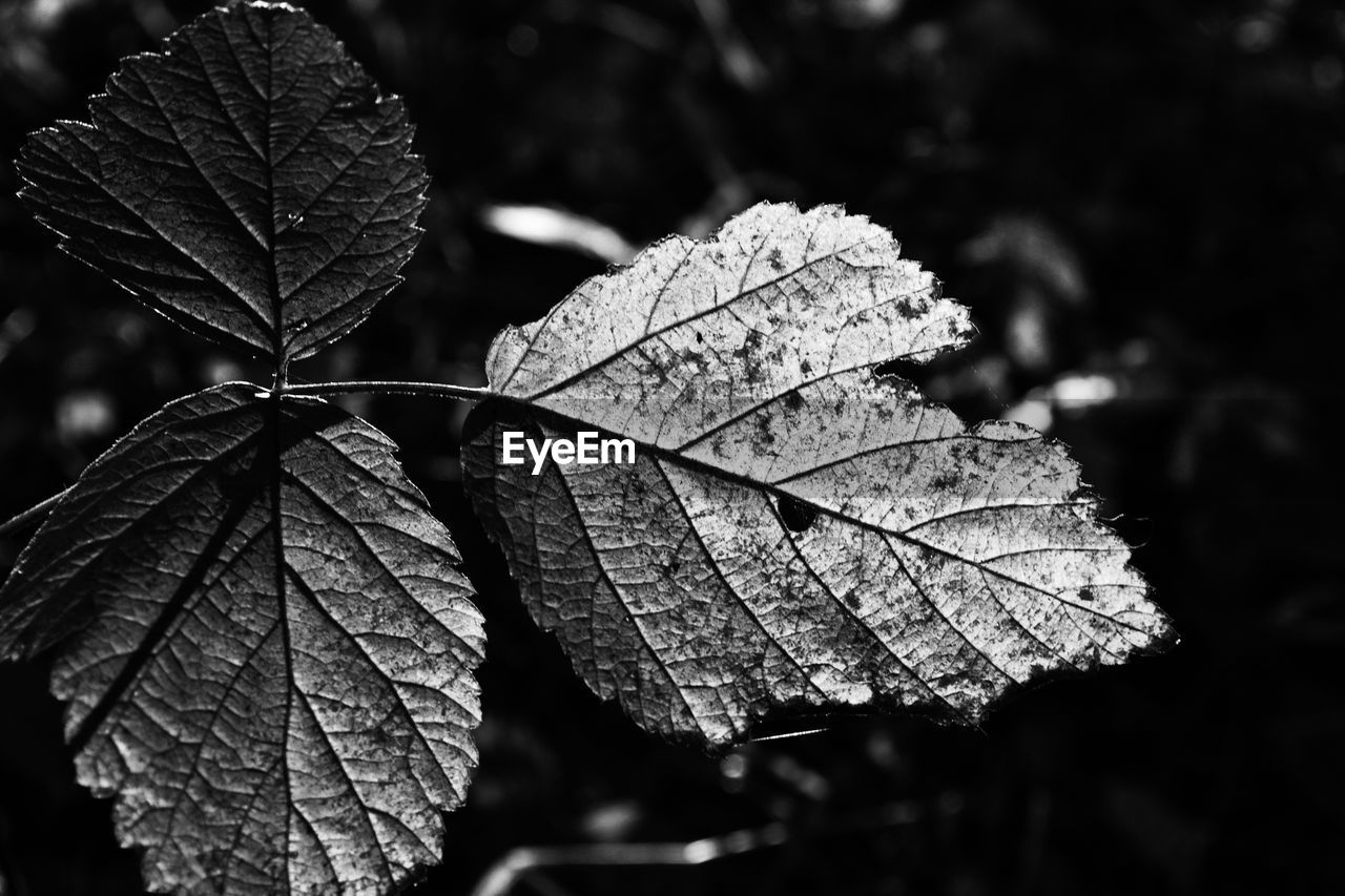 CLOSE-UP OF MAPLE LEAF