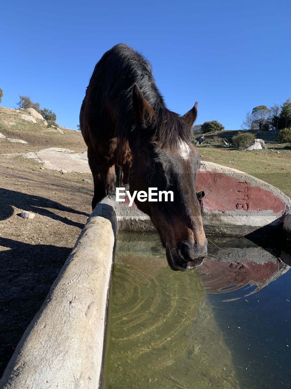 HORSE STANDING IN THE WATER