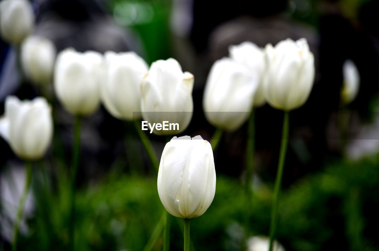 CLOSE-UP OF FRESH WHITE FLOWER BLOOMING IN NATURE