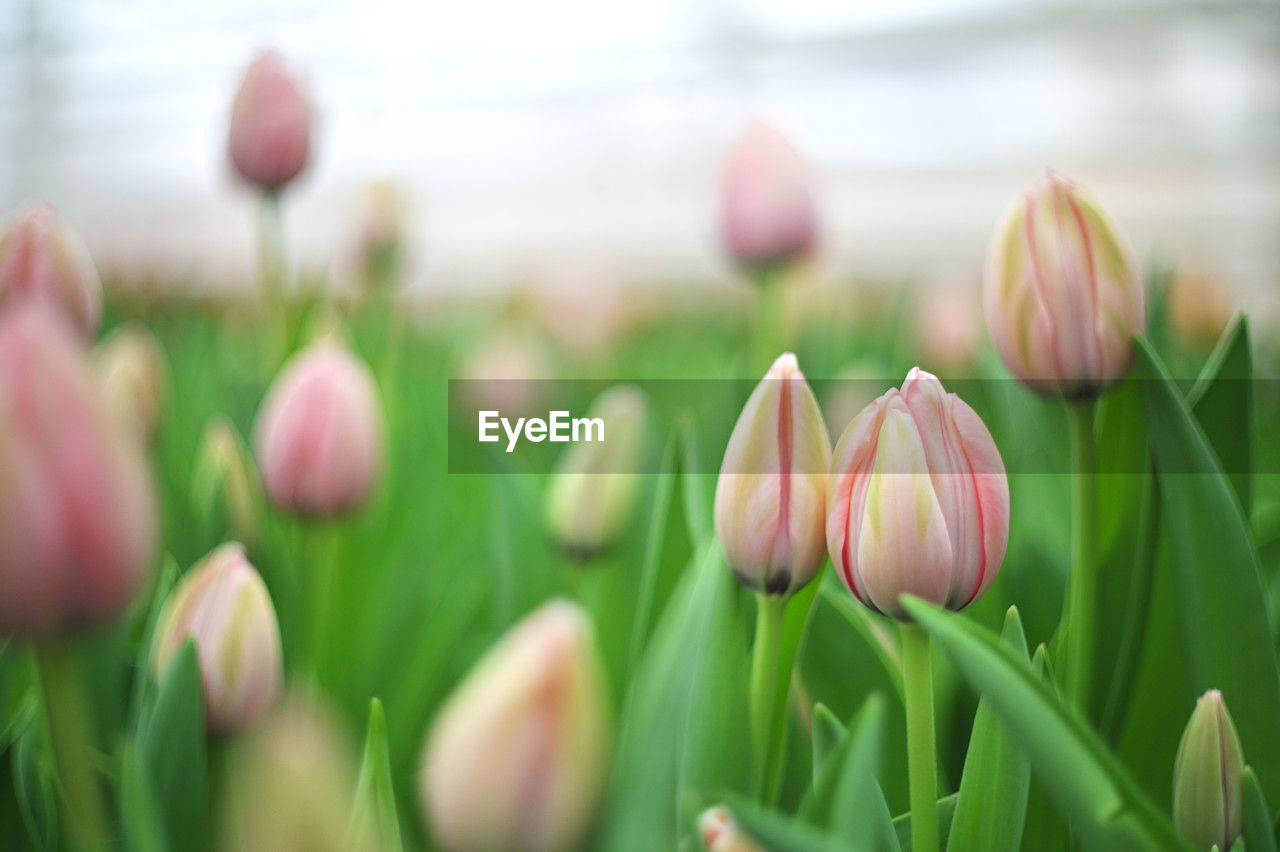 plant, flower, flowering plant, freshness, tulip, beauty in nature, close-up, nature, growth, pink, fragility, green, springtime, no people, selective focus, petal, focus on foreground, flower head, day, inflorescence, outdoors, field, plant bulb, leaf, plant part, grass, land, plant stem