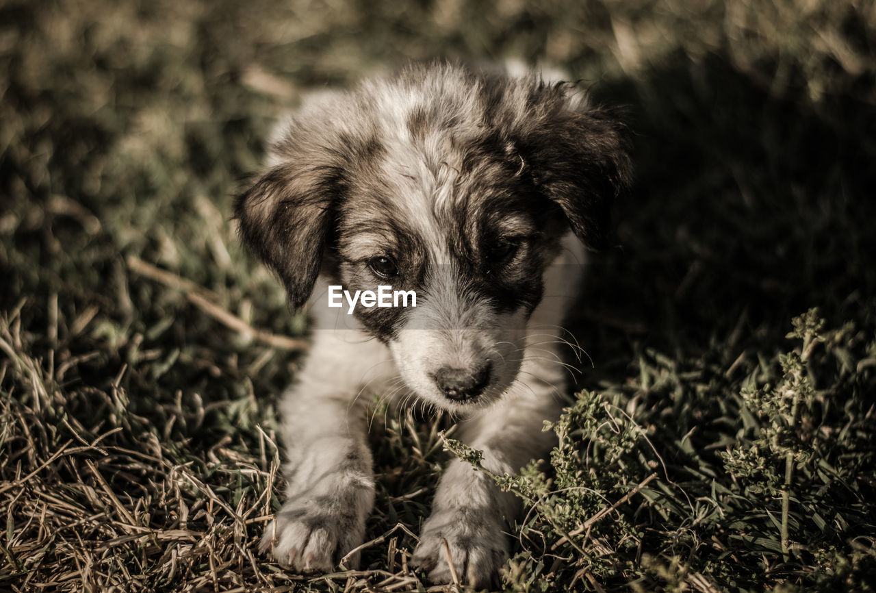 PORTRAIT OF PUPPY SITTING ON GRASS FIELD