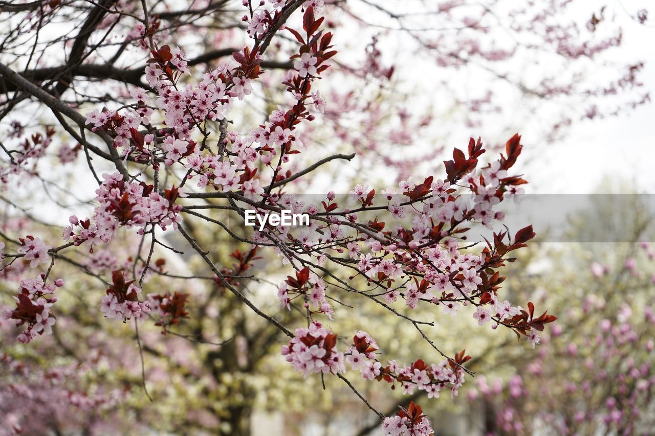 CLOSE-UP OF CHERRY BLOSSOM