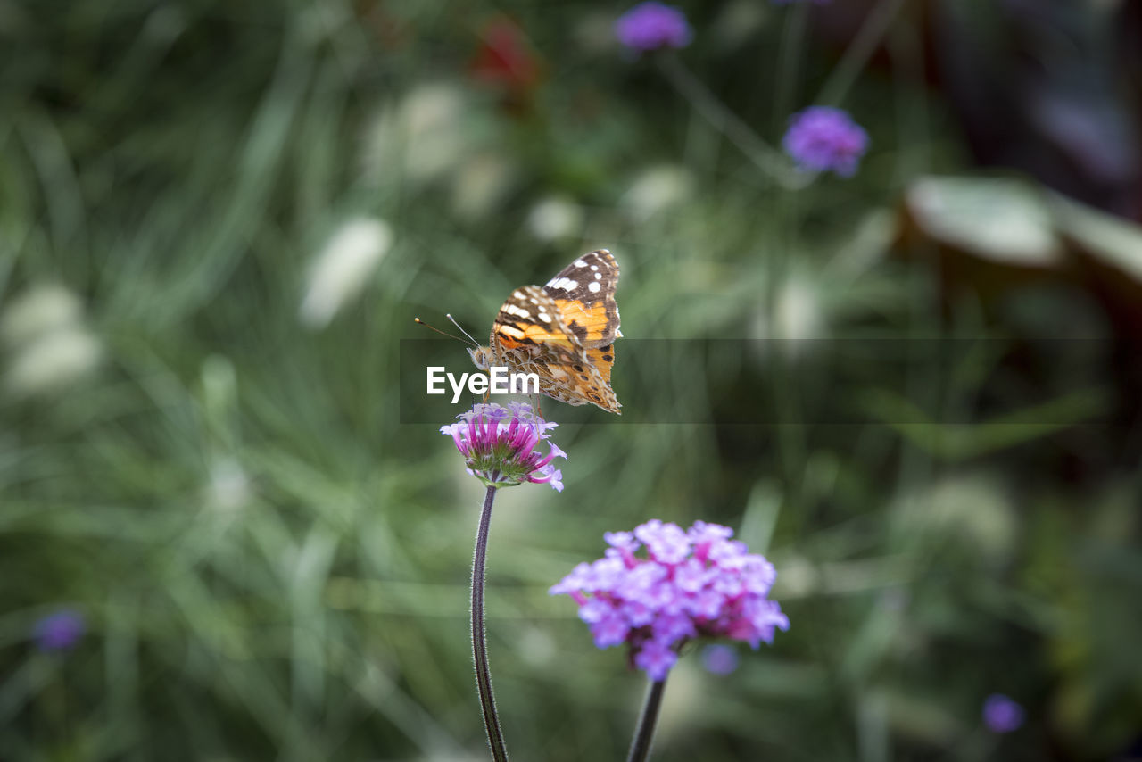 BUTTERFLY POLLINATING ON PURPLE FLOWER