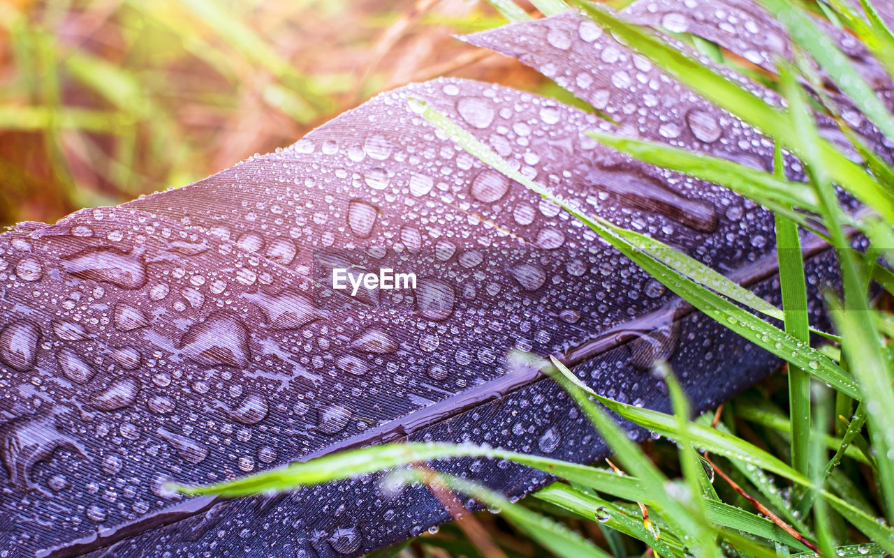 plant, grass, drop, leaf, wet, nature, growth, close-up, flower, macro photography, plant part, water, beauty in nature, green, no people, moisture, day, outdoors, dew, rain, focus on foreground, freshness, fragility, raindrop, frost, selective focus