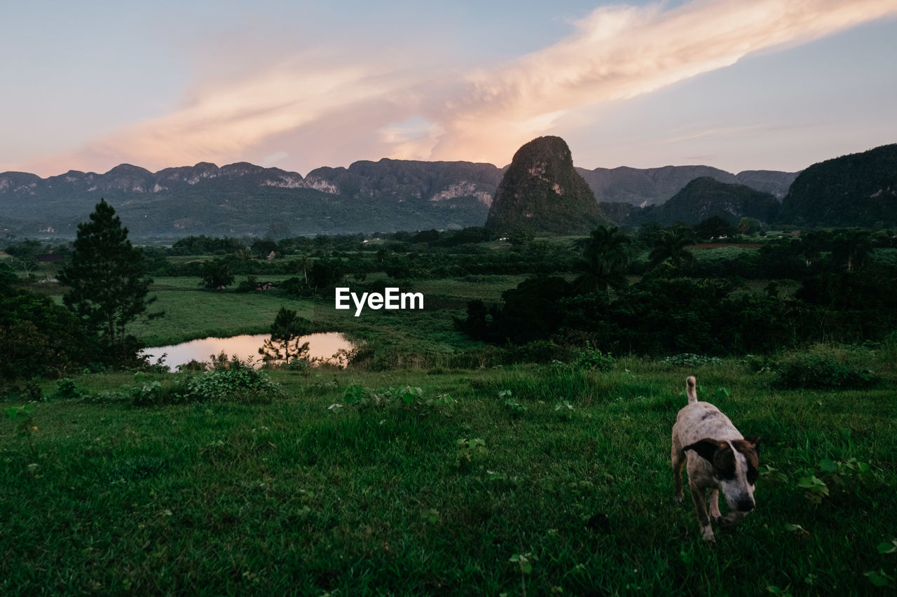 Dog on field