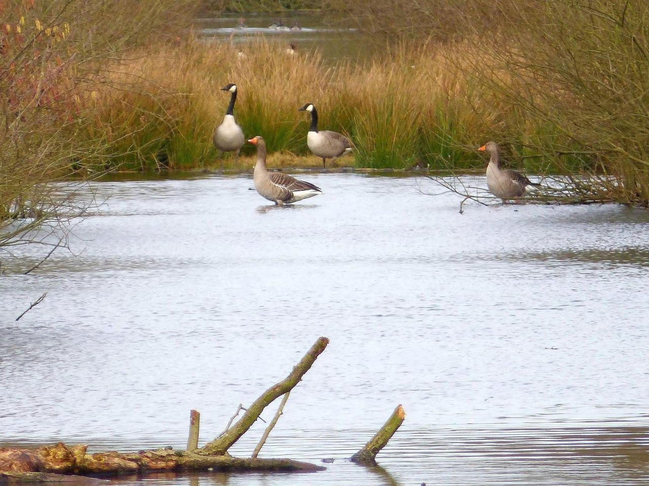 SWAN SWIMMING IN LAKE