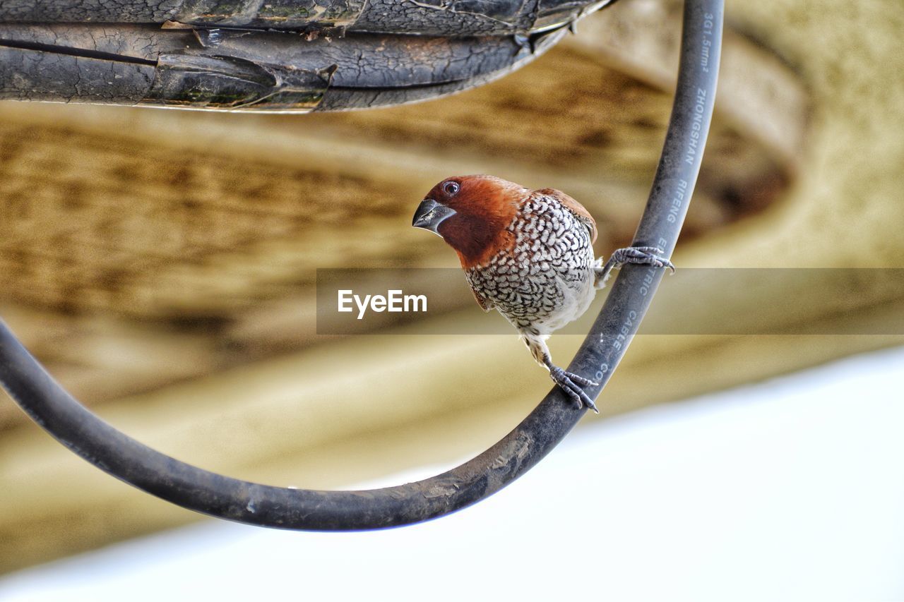 CLOSE-UP OF A BIRD PERCHING ON A FEEDER