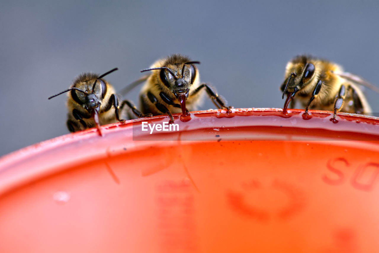 Close-up of bees on red pot