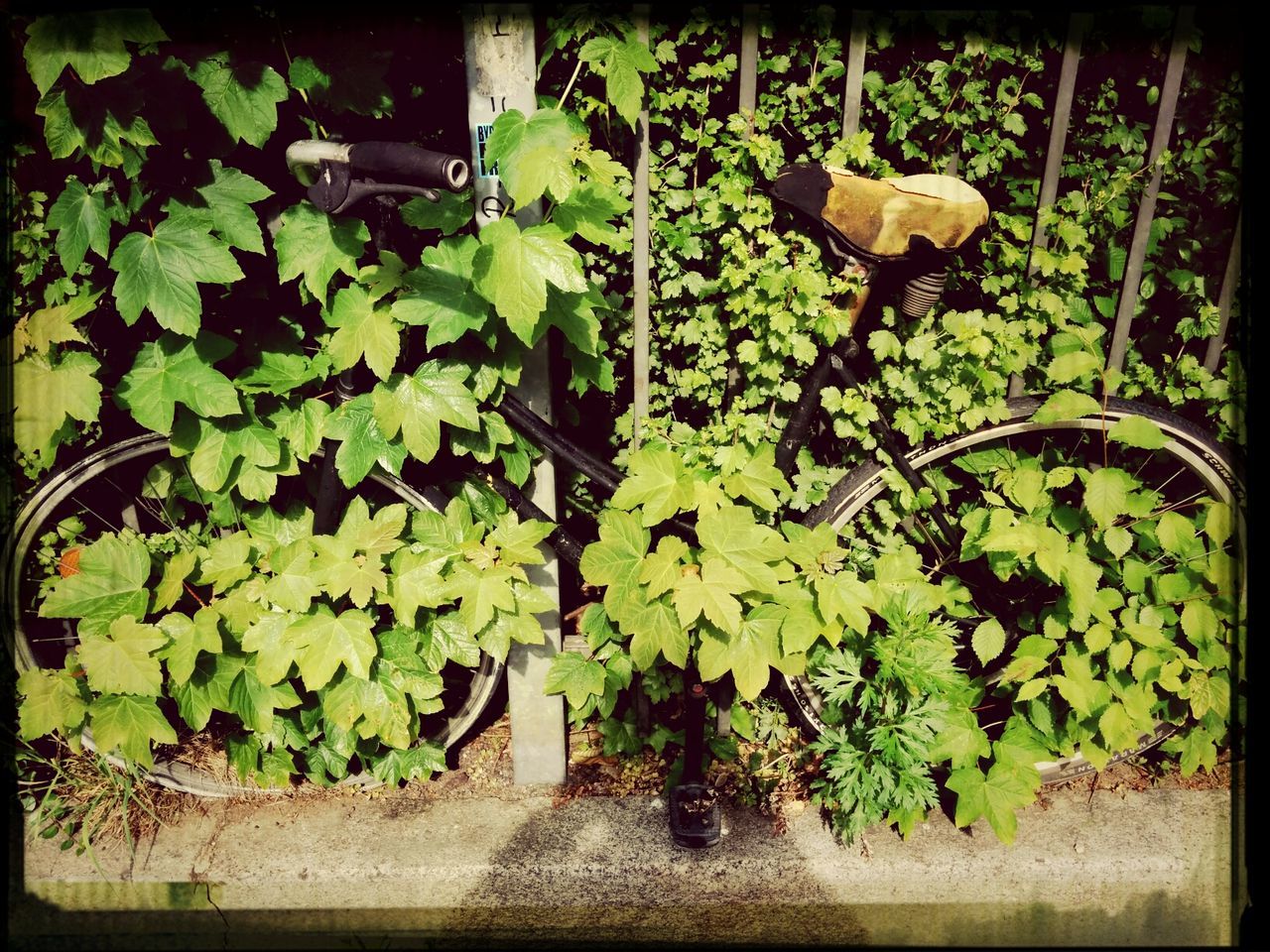 PLANTS GROWING ON A WALL