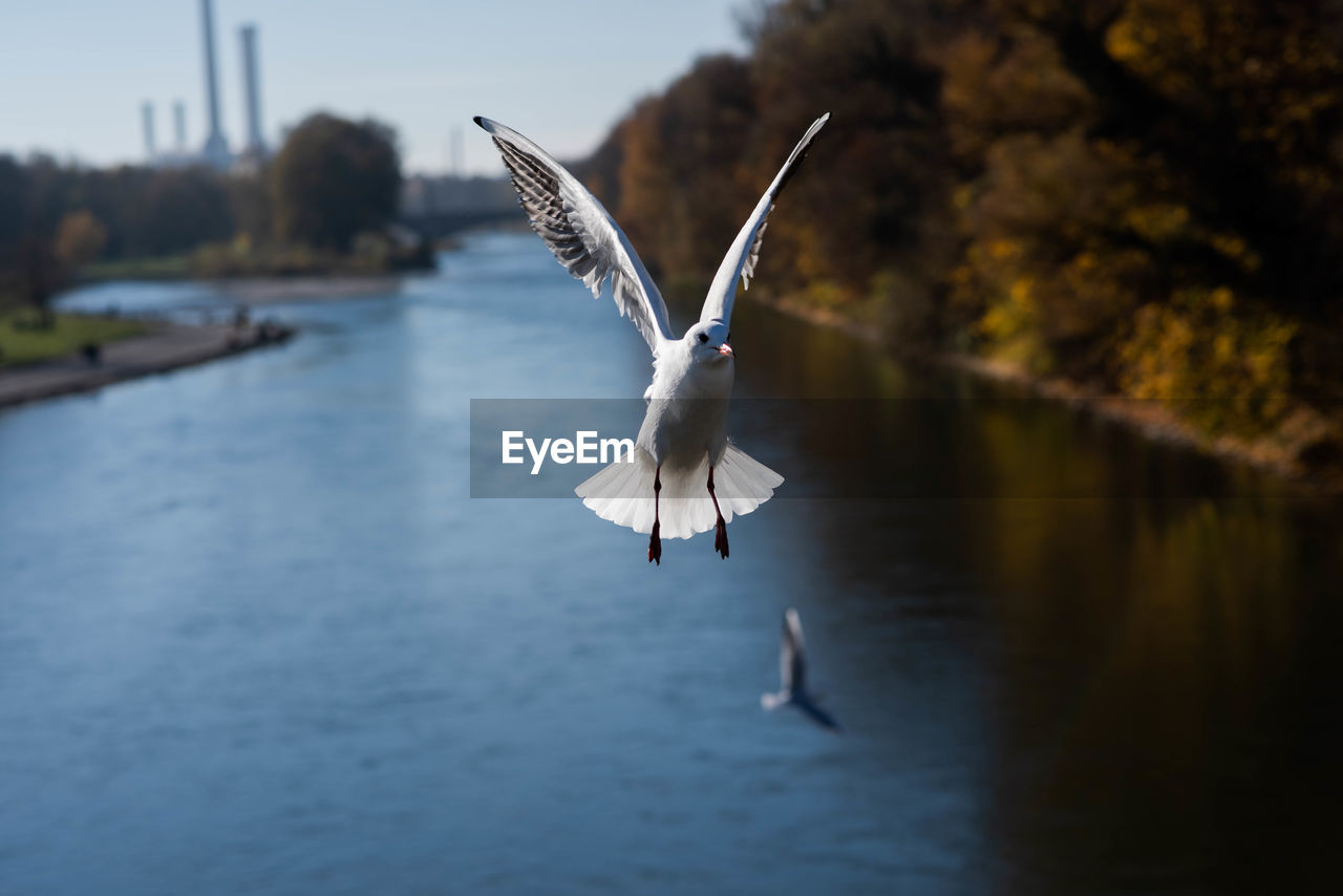 BIRD FLYING OVER LAKE