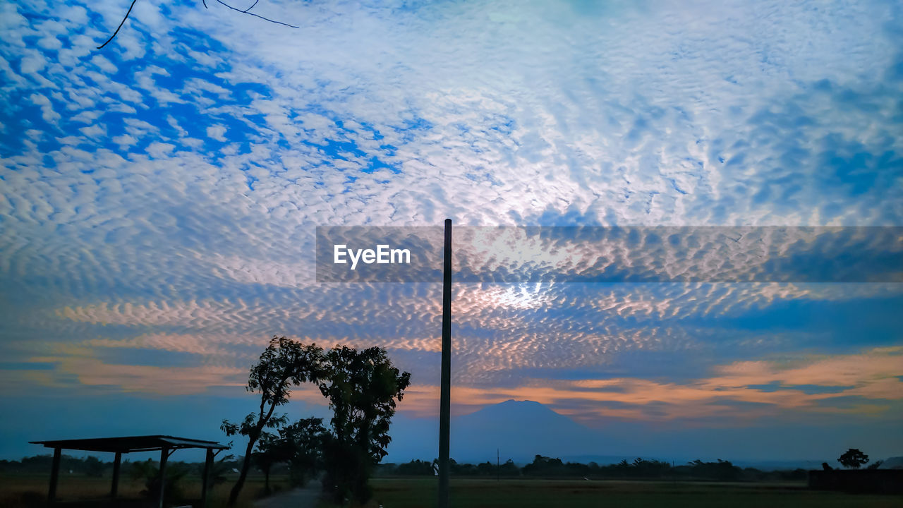 LOW ANGLE VIEW OF SILHOUETTE TREES ON FIELD AGAINST SKY