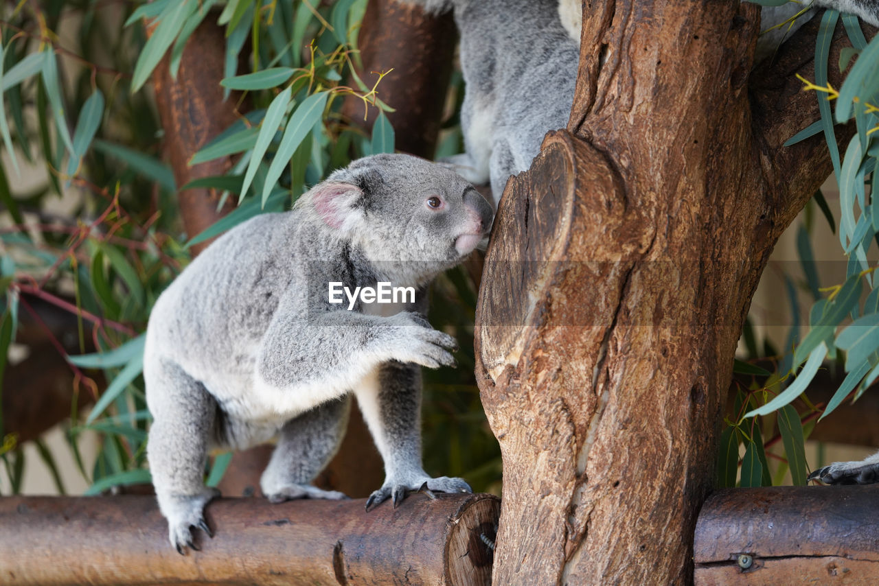 SHEEP IN A TREE