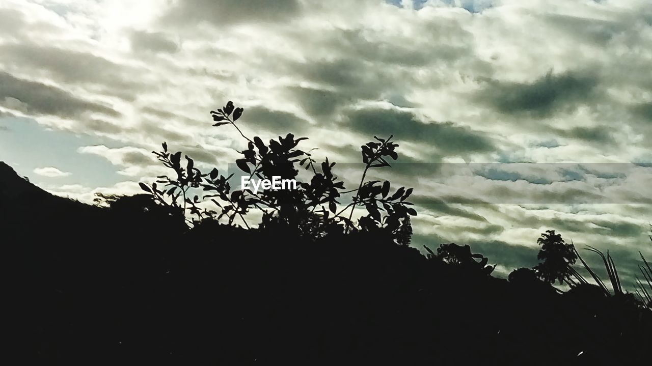 Low angle view of silhouette tree against sky