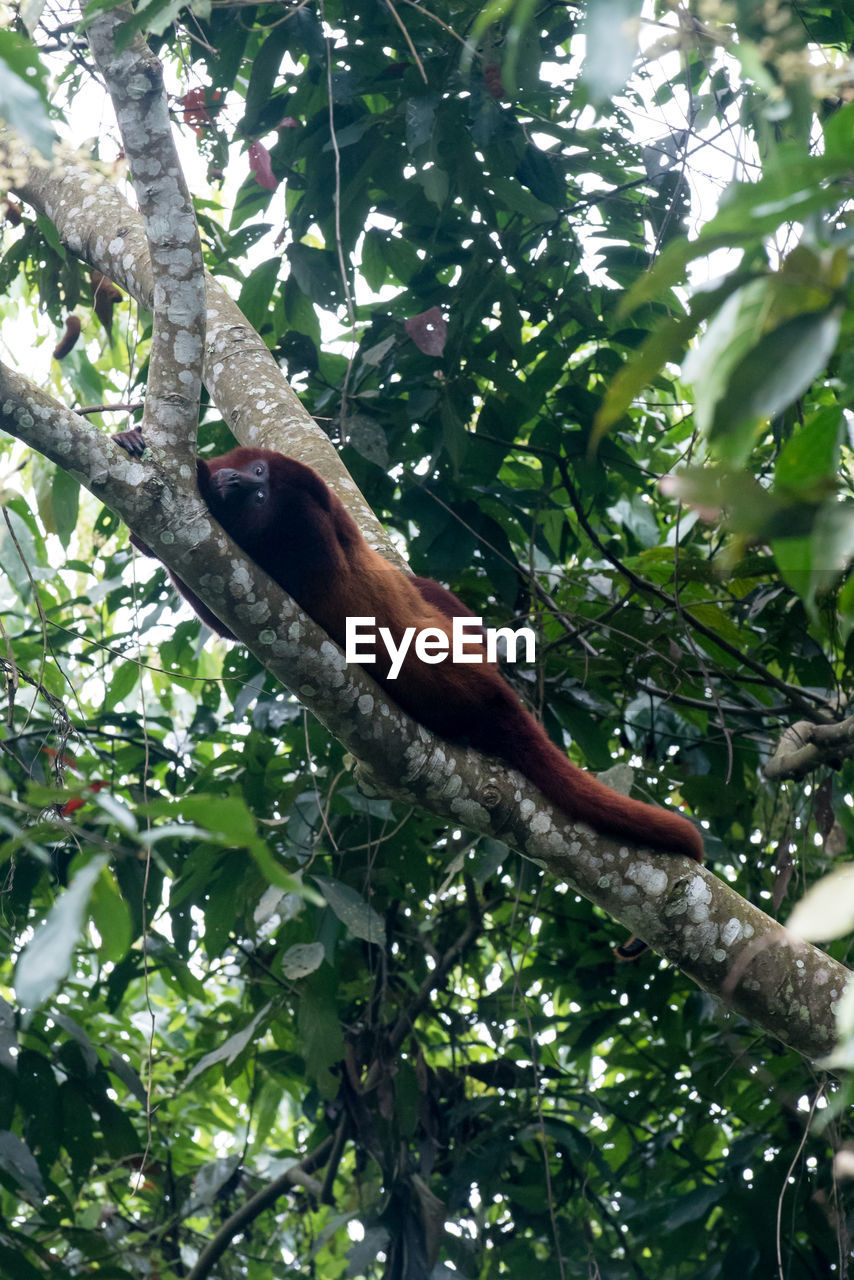 tree, animal, animal themes, plant, animal wildlife, one animal, rainforest, wildlife, jungle, branch, nature, low angle view, leaf, plant part, no people, bird, mammal, forest, growth, green, outdoors, day, primate, perching