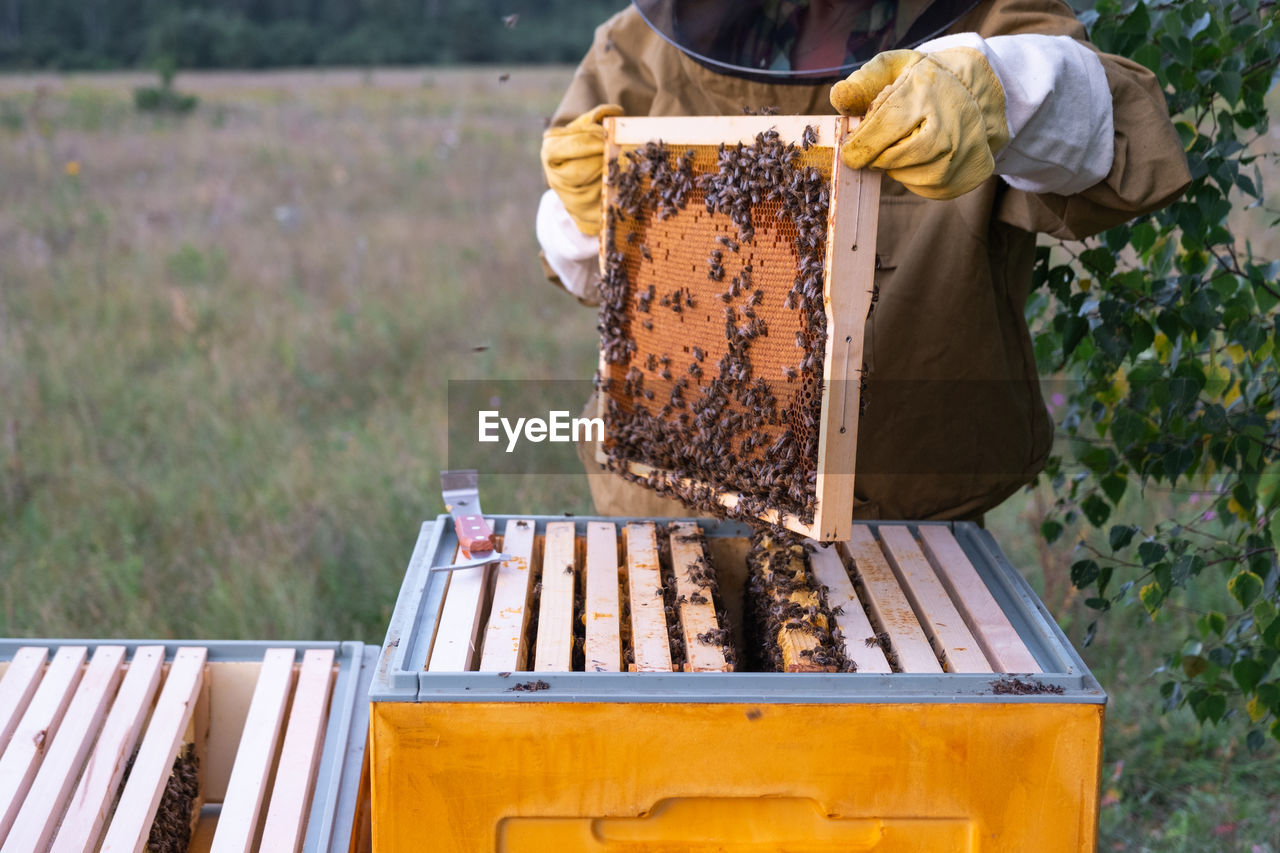 close-up of bee