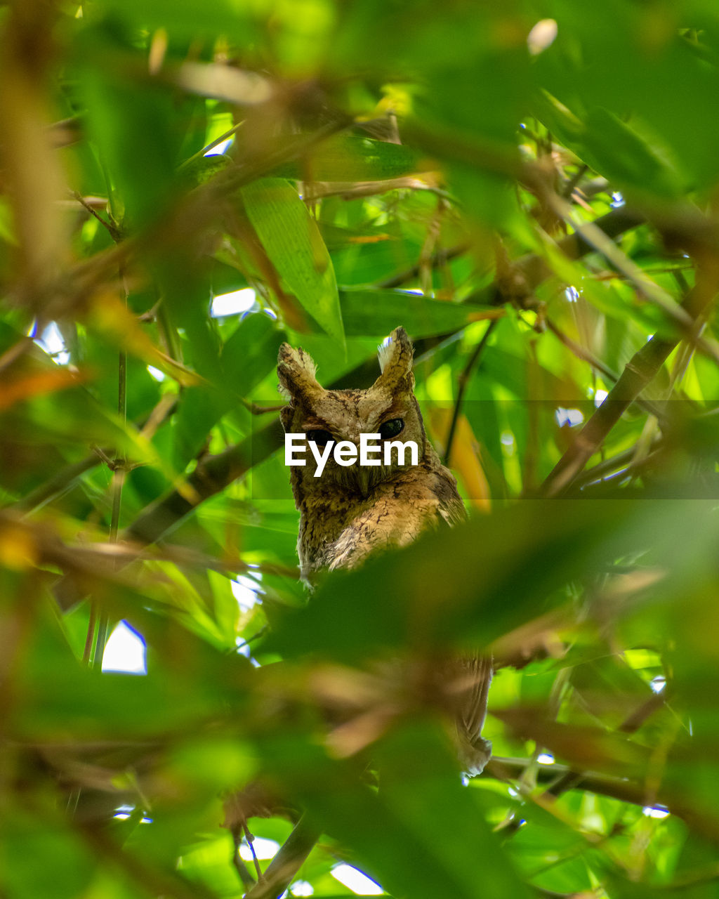 animal, animal themes, green, animal wildlife, one animal, wildlife, mammal, plant, tree, nature, branch, bird, jungle, no people, leaf, environment, portrait, plant part, grass, outdoors, flower, forest, owl, hiding, land, animal body part, reptile, travel destinations, camouflage, tropical climate