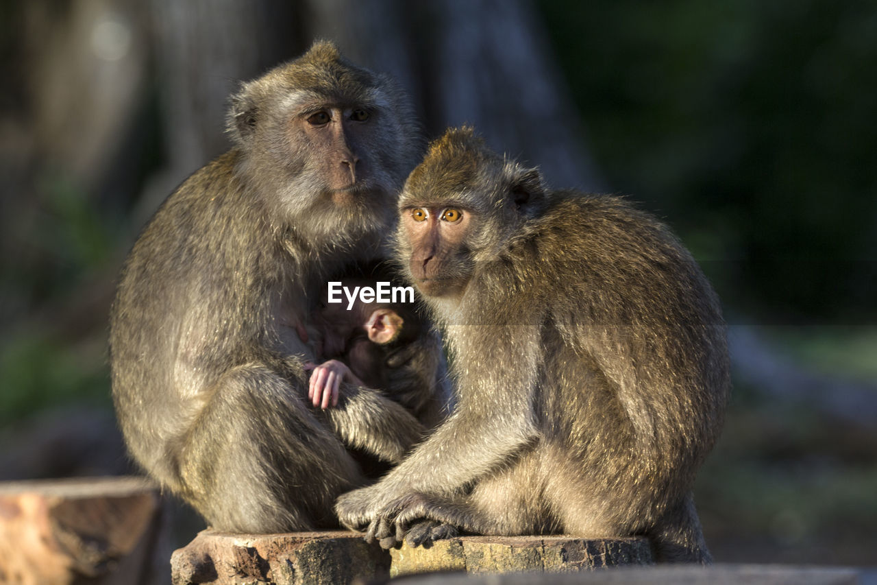 Monkeys sitting outdoors