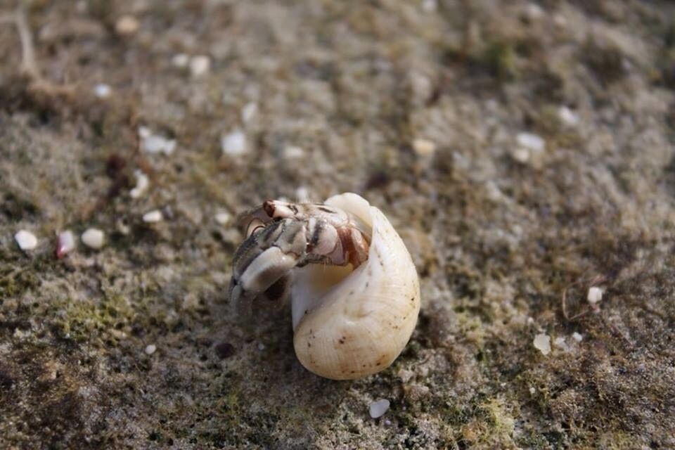 CLOSE-UP OF SHELLS