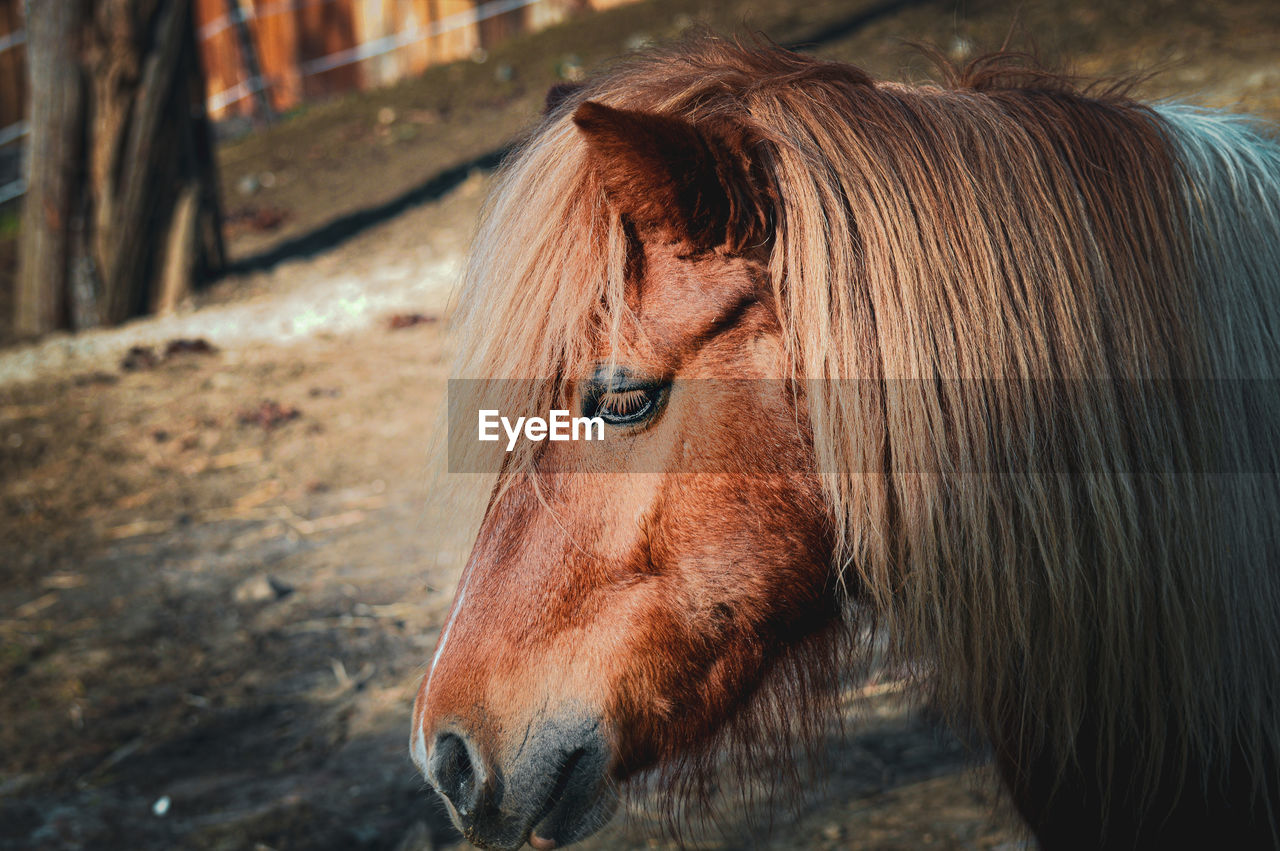 CLOSE-UP OF AN ANIMAL