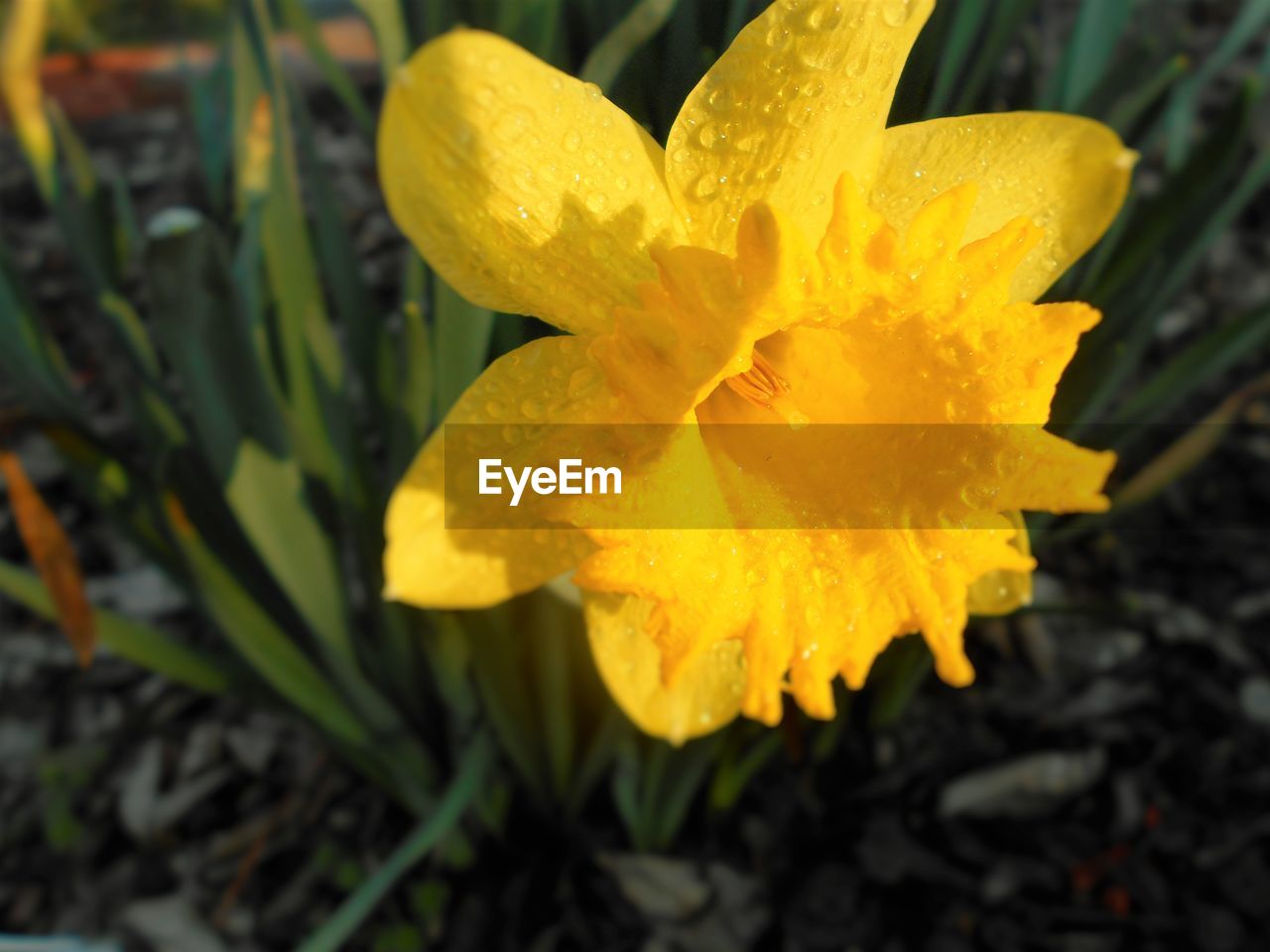 CLOSE-UP OF YELLOW FLOWERS BLOOMING