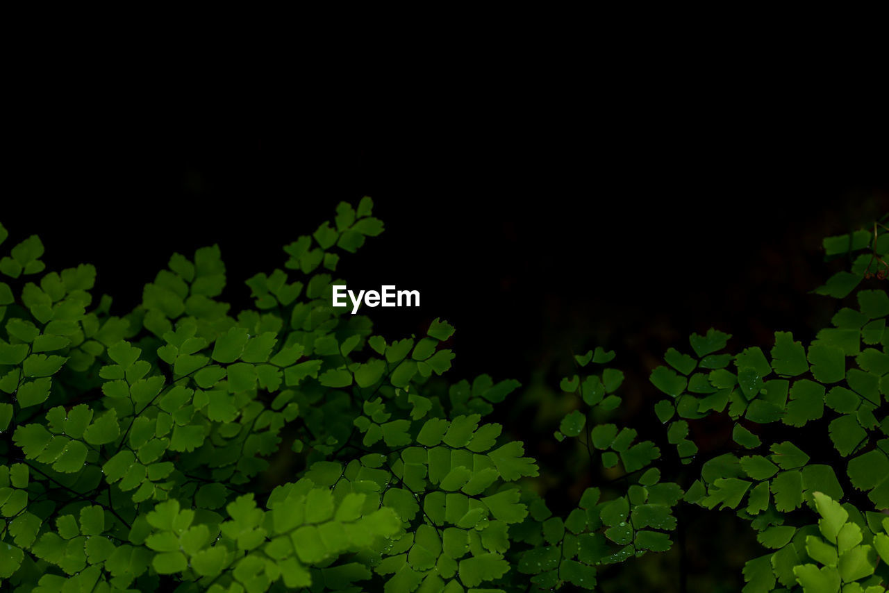 LOW ANGLE VIEW OF GREEN LEAVES