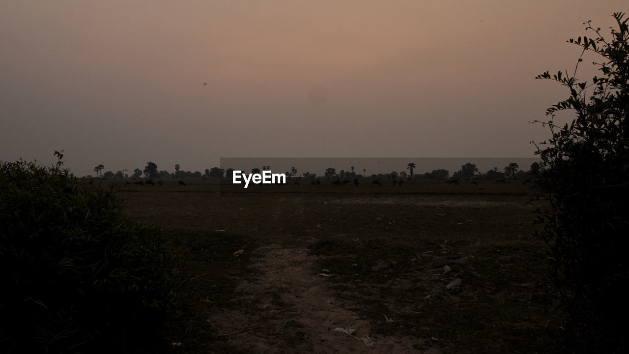 VIEW OF FIELD AGAINST CLEAR SKY